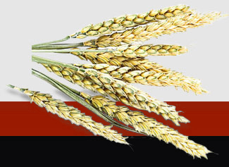 F88星宝(中国集团)官方网站