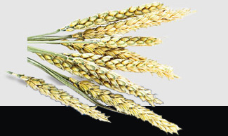 F88星宝(中国集团)官方网站