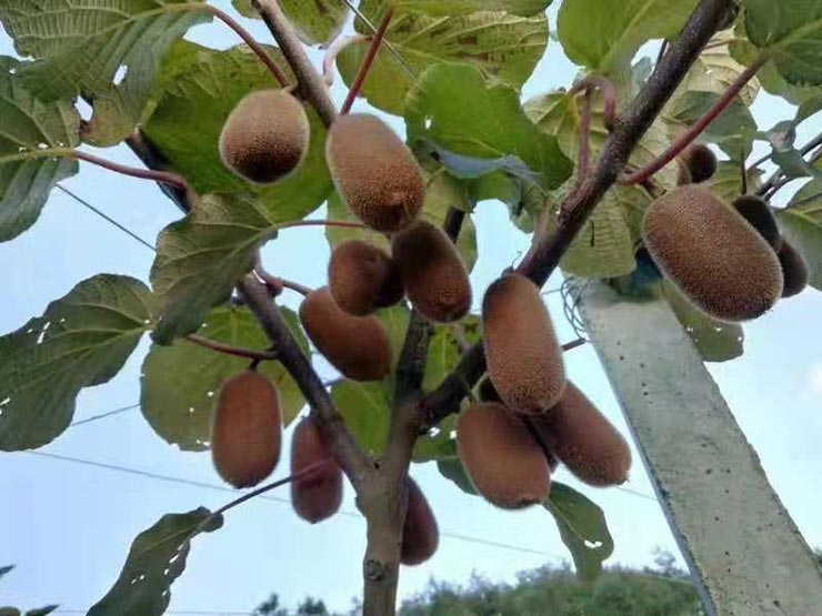 F88星宝(中国集团)官方网站