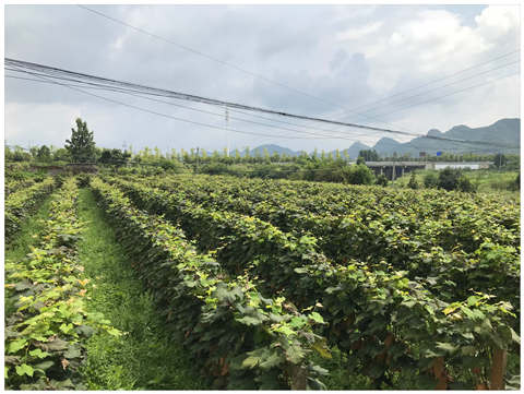 F88星宝(中国集团)官方网站